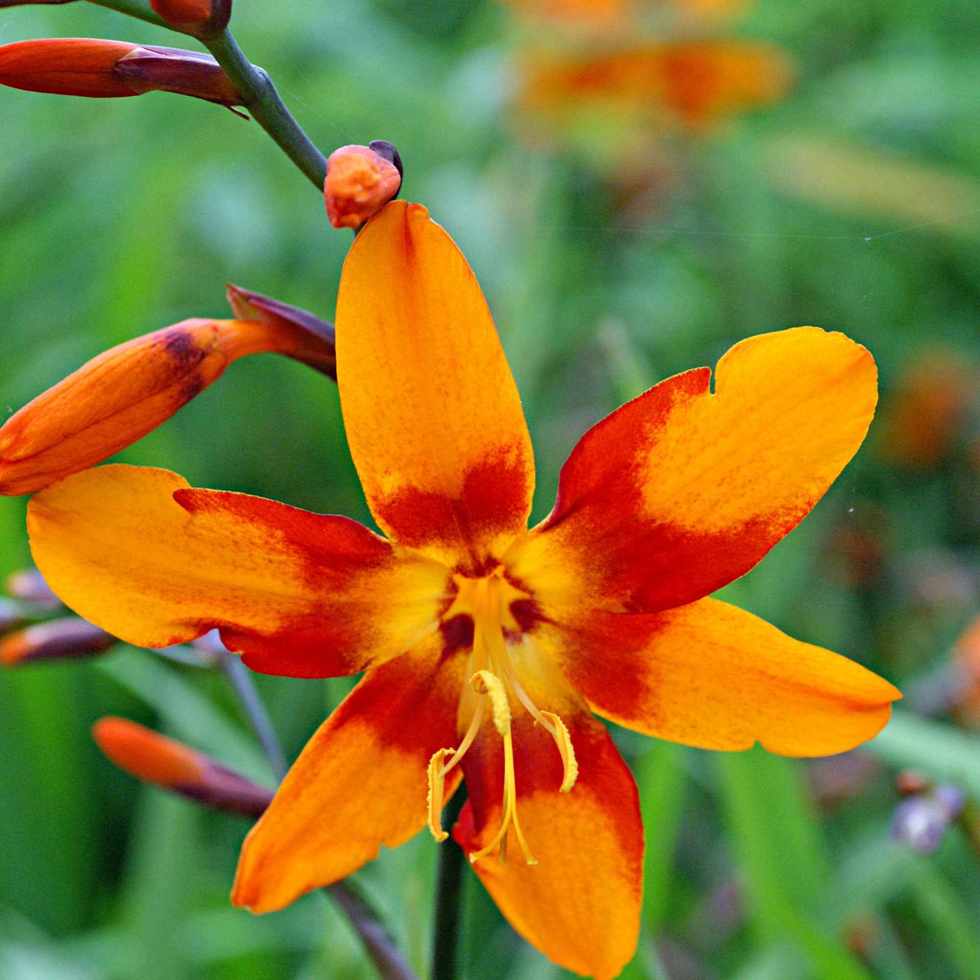 Crocosmias Emily Mckenzie - Image 4