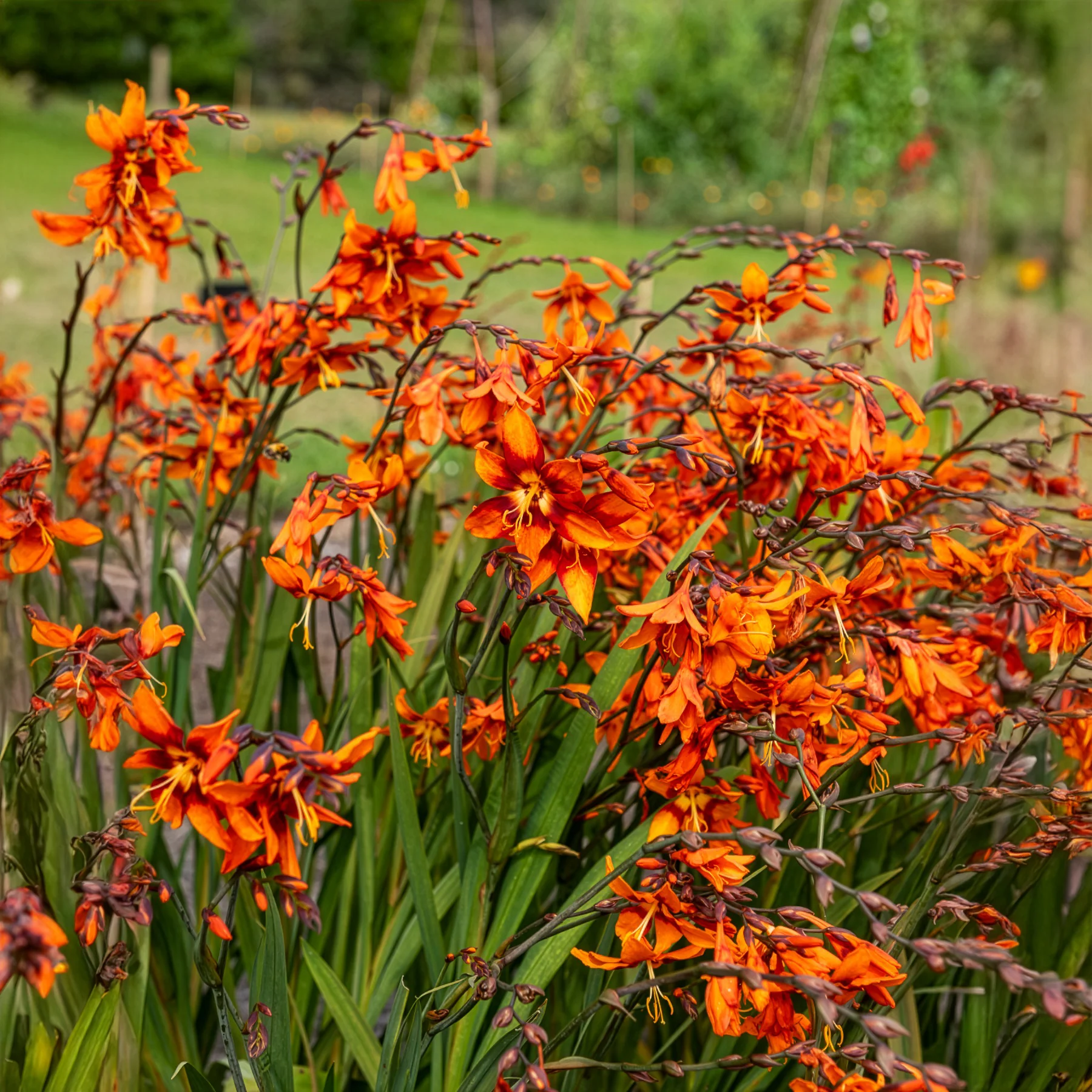 Crocosmias Emily Mckenzie - Image 5