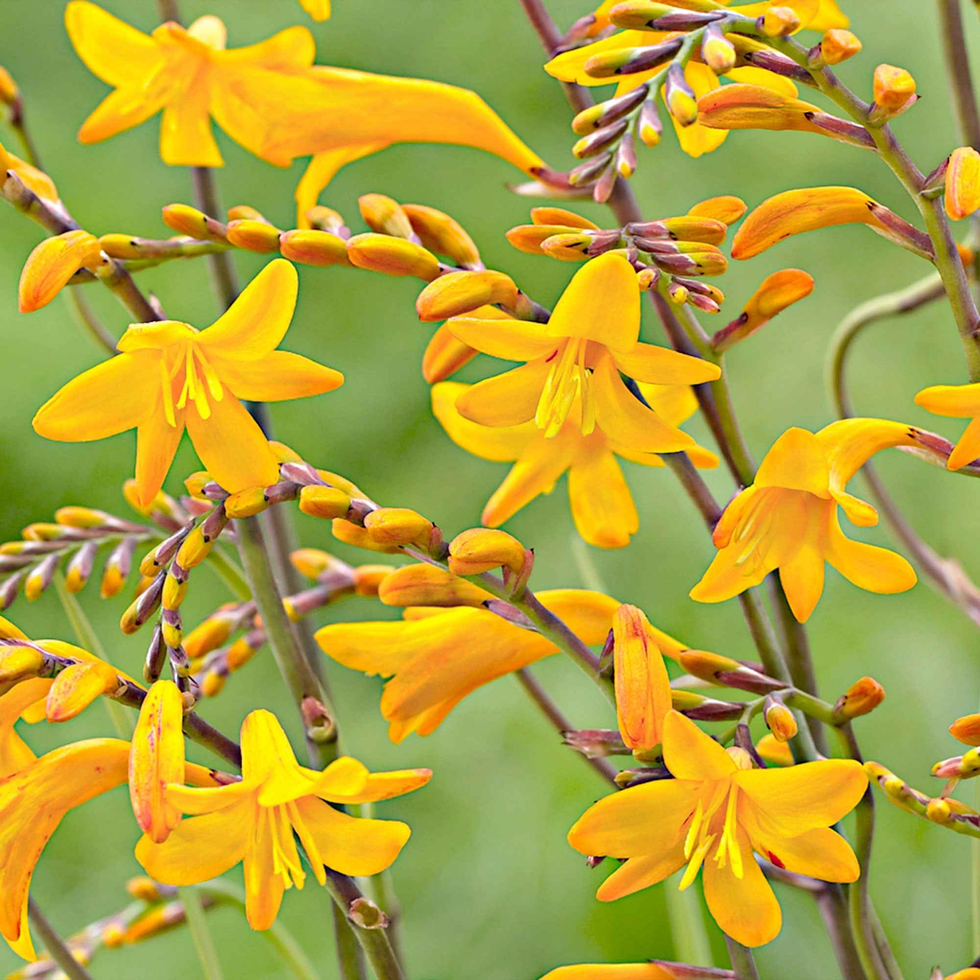 20 Crocosmia Sunglow - Image 2