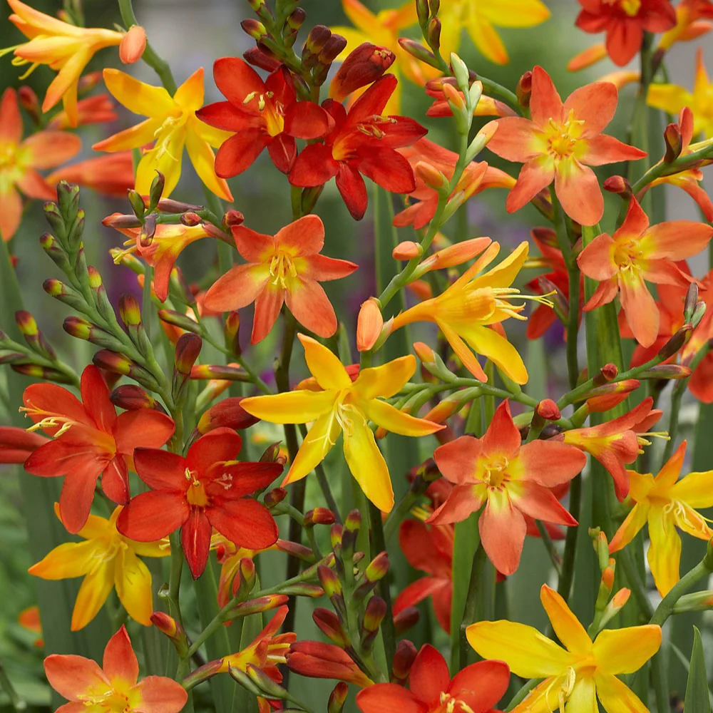 30 Crocosmias en mélange