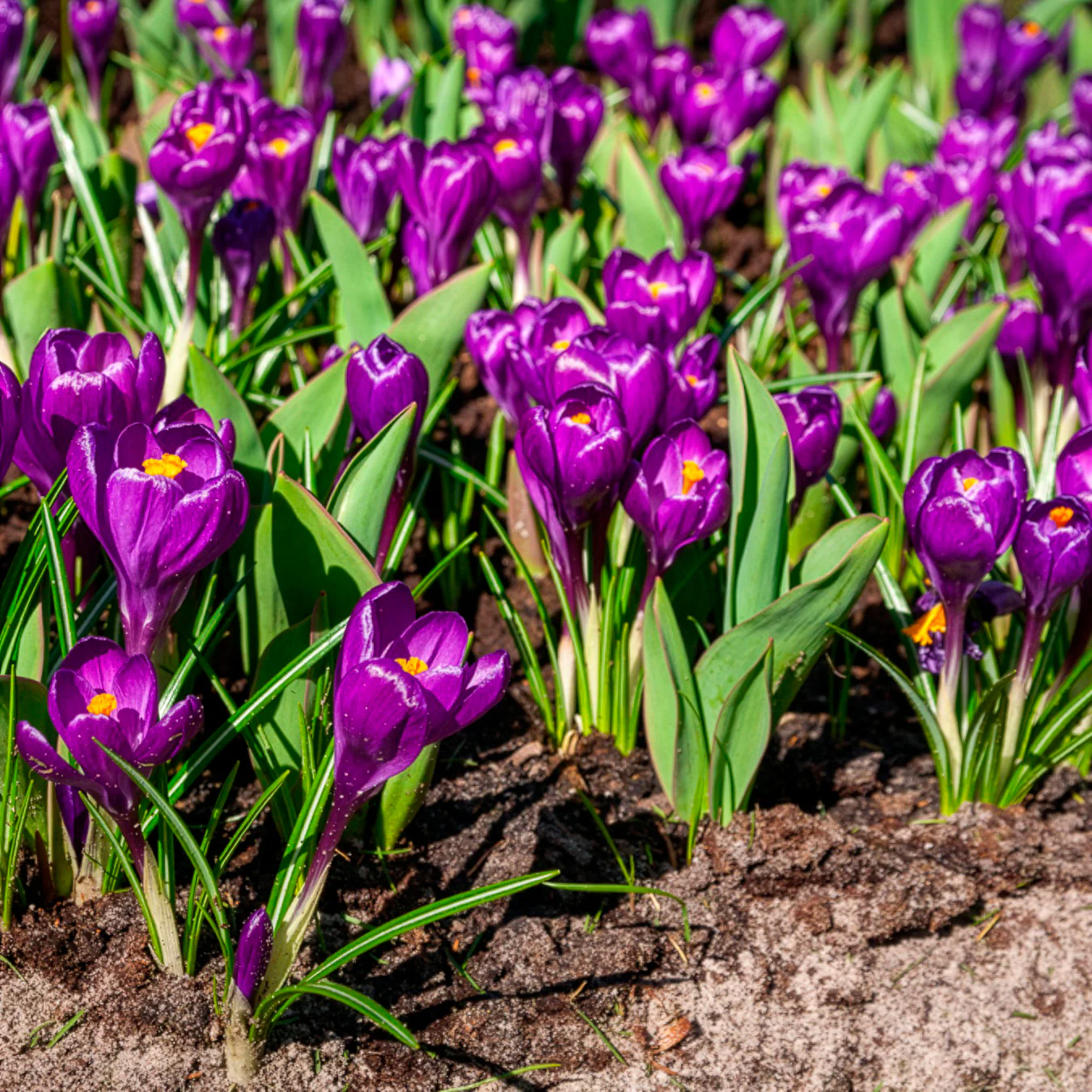 15 Crocus Flower Record - Image 5