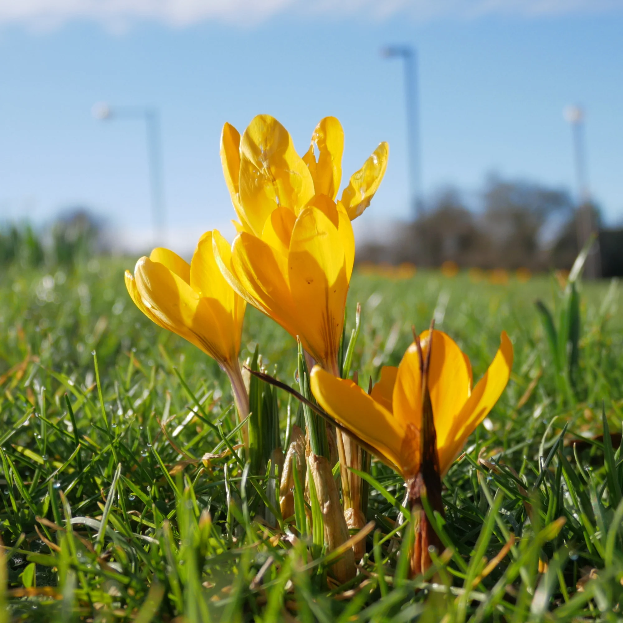 15 Crocus Mammouth jaune - Image 4
