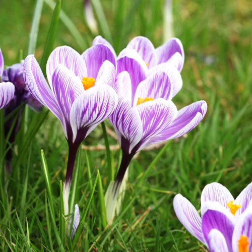 15 Crocus Pick Wick