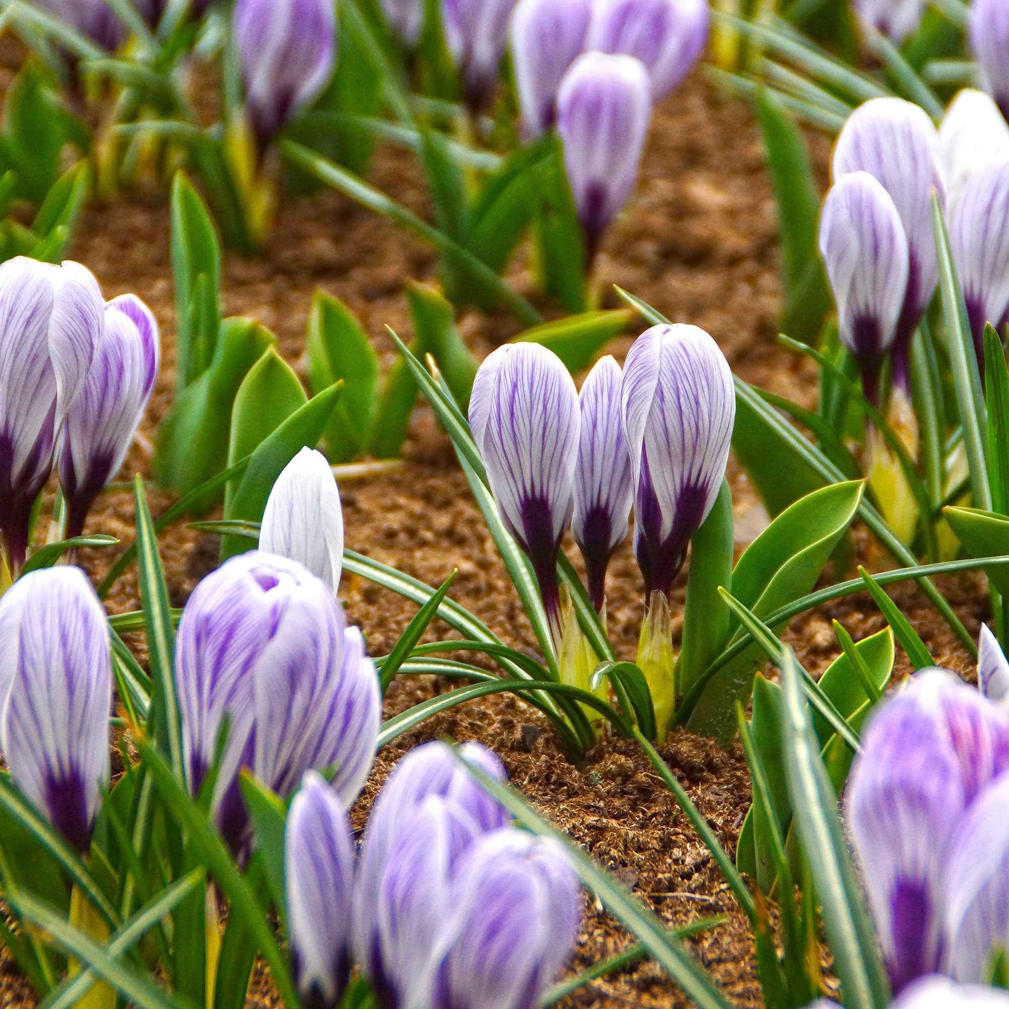 15 Crocus Pick Wick - Image 4