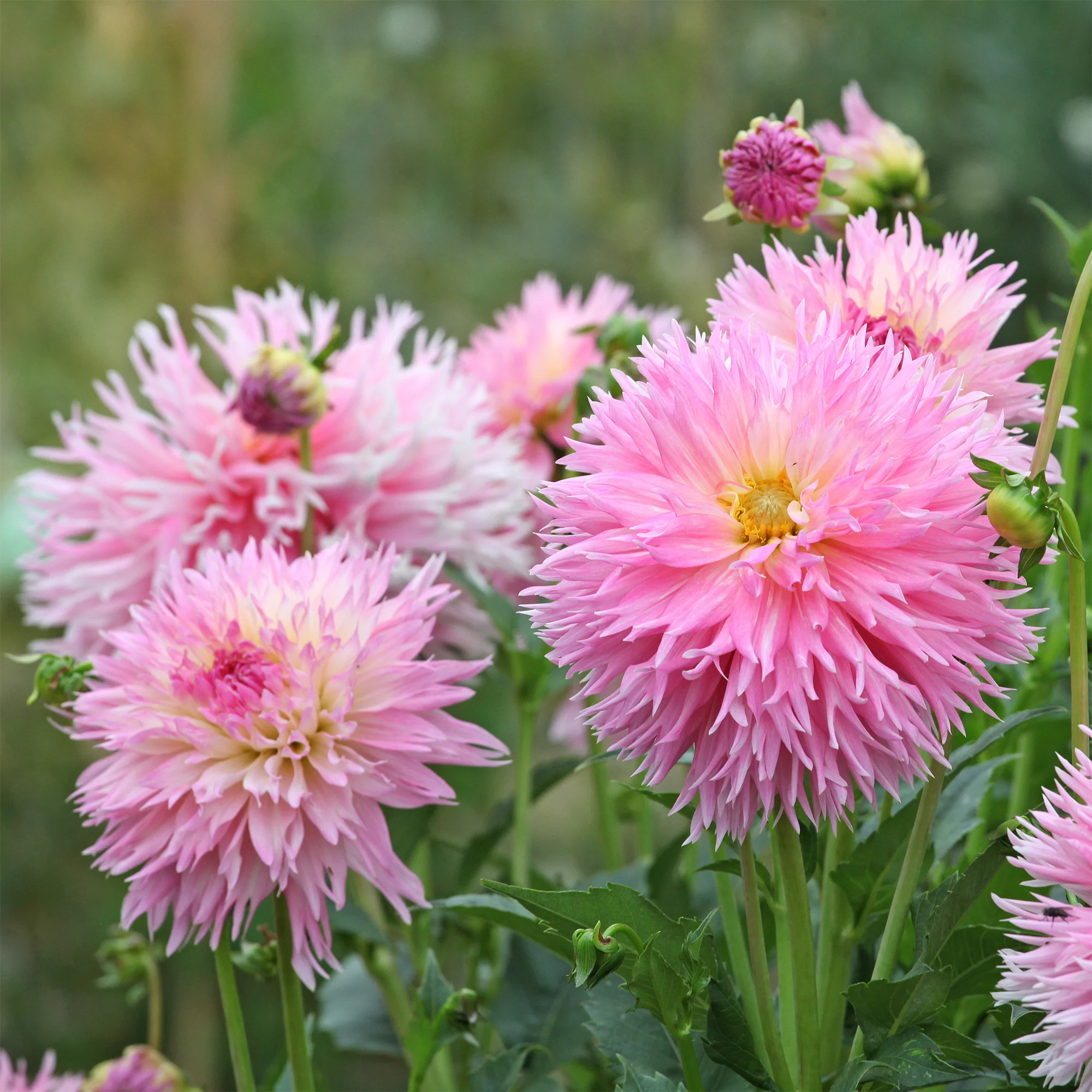 3 Dahlias cactus dentelle Nadia Ruth - Image 2