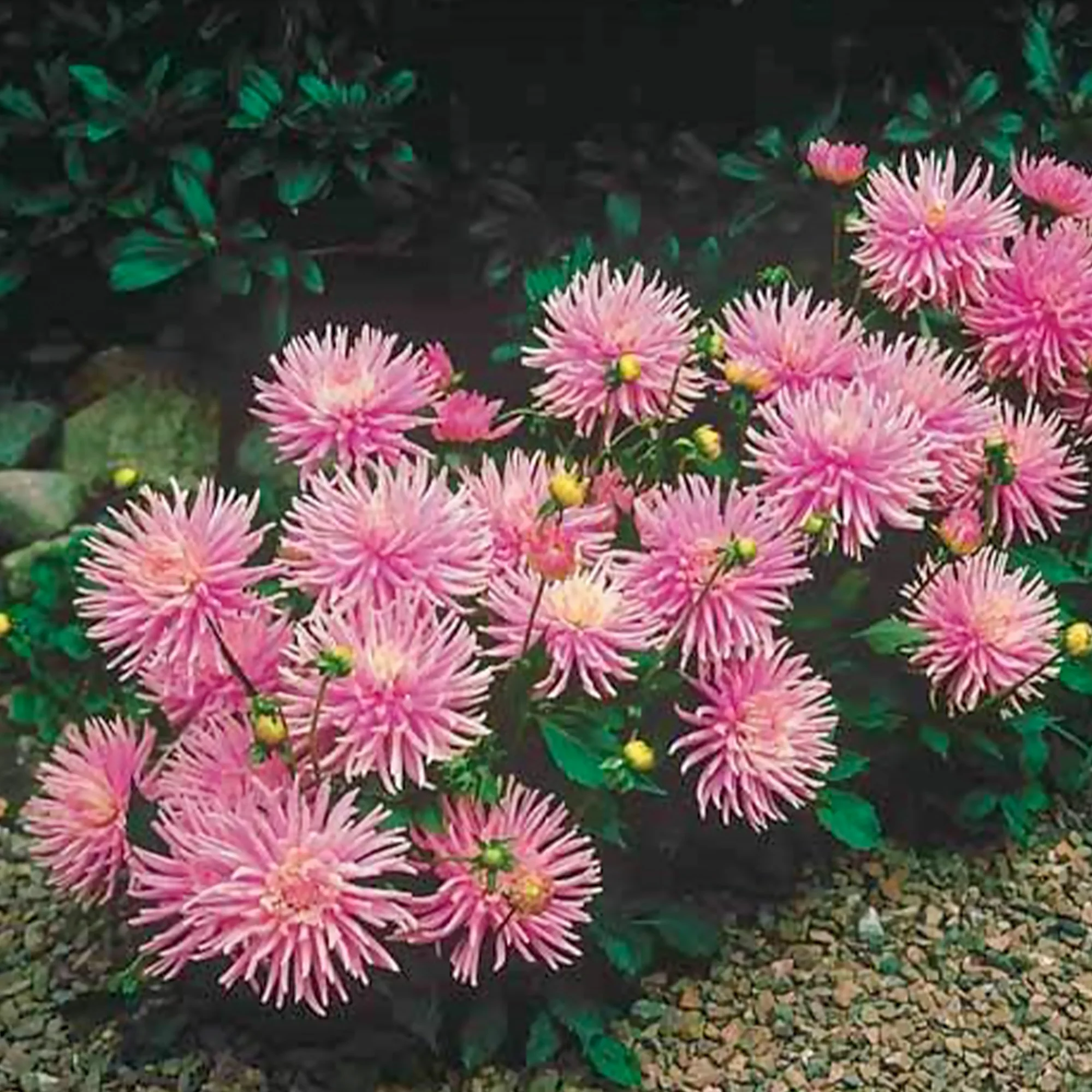3 Dahlias cactus nain Park Princess - Image 3