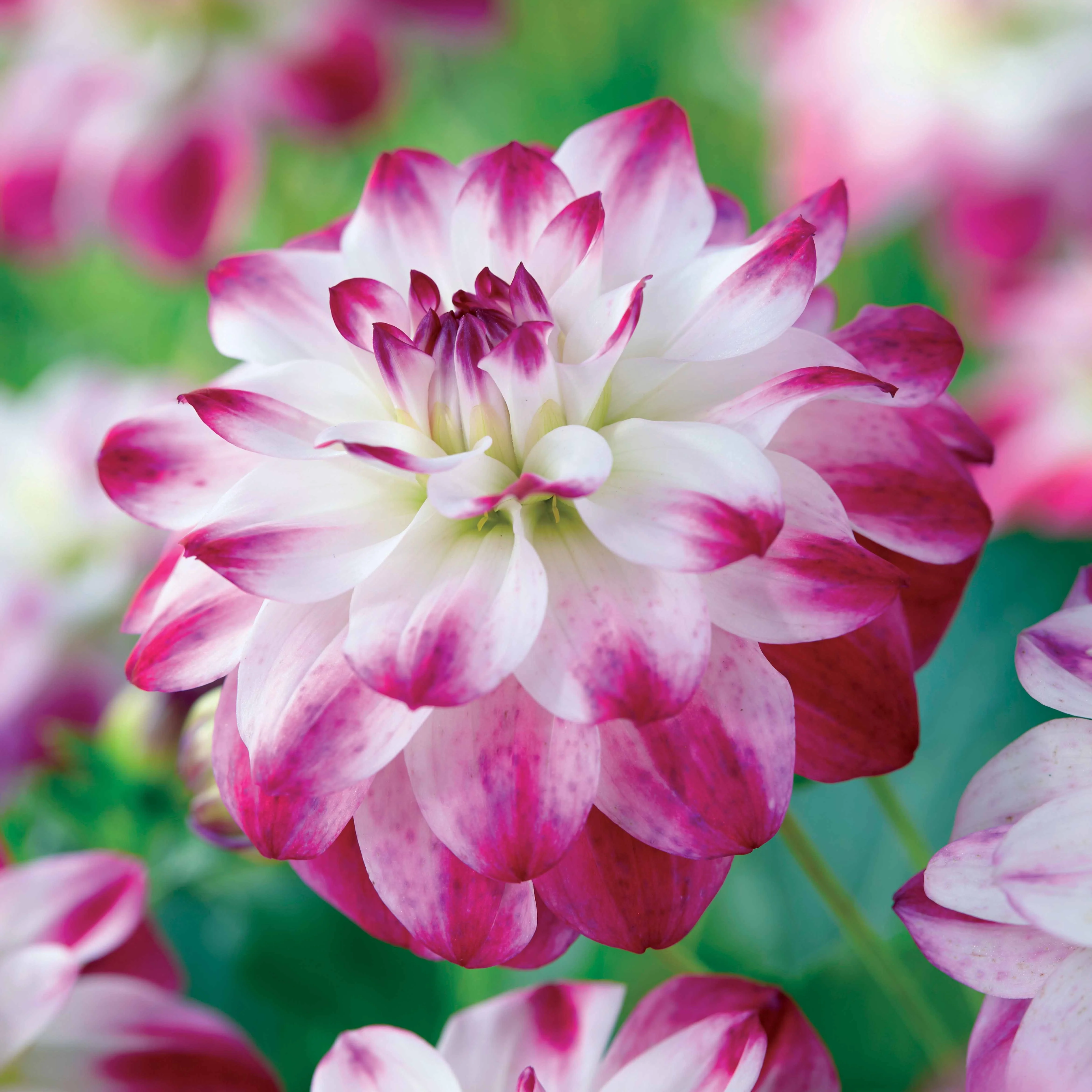 3 Dahlias caméléon Saint Martin - Image 2
