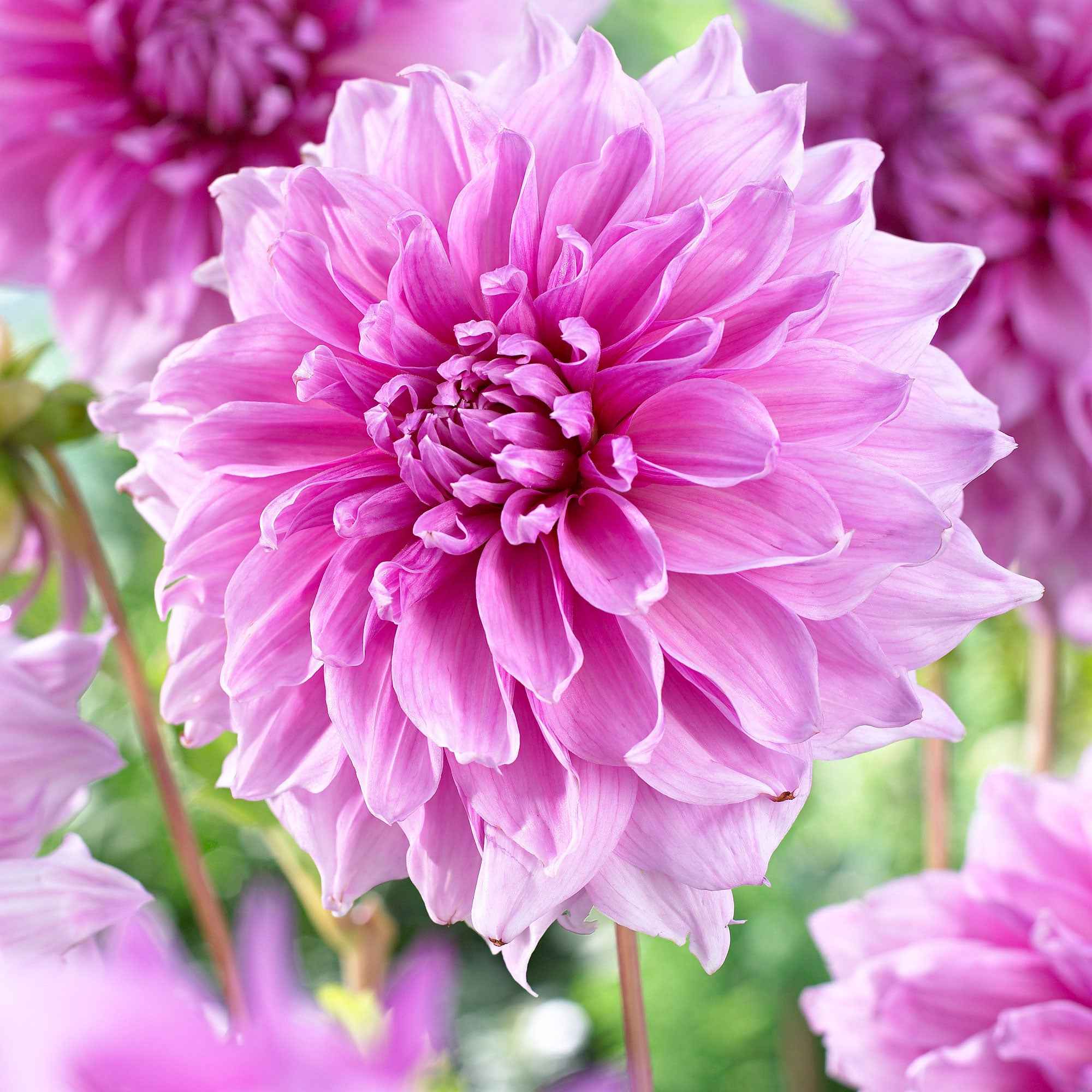3 Dahlias géant Lavender Perfection