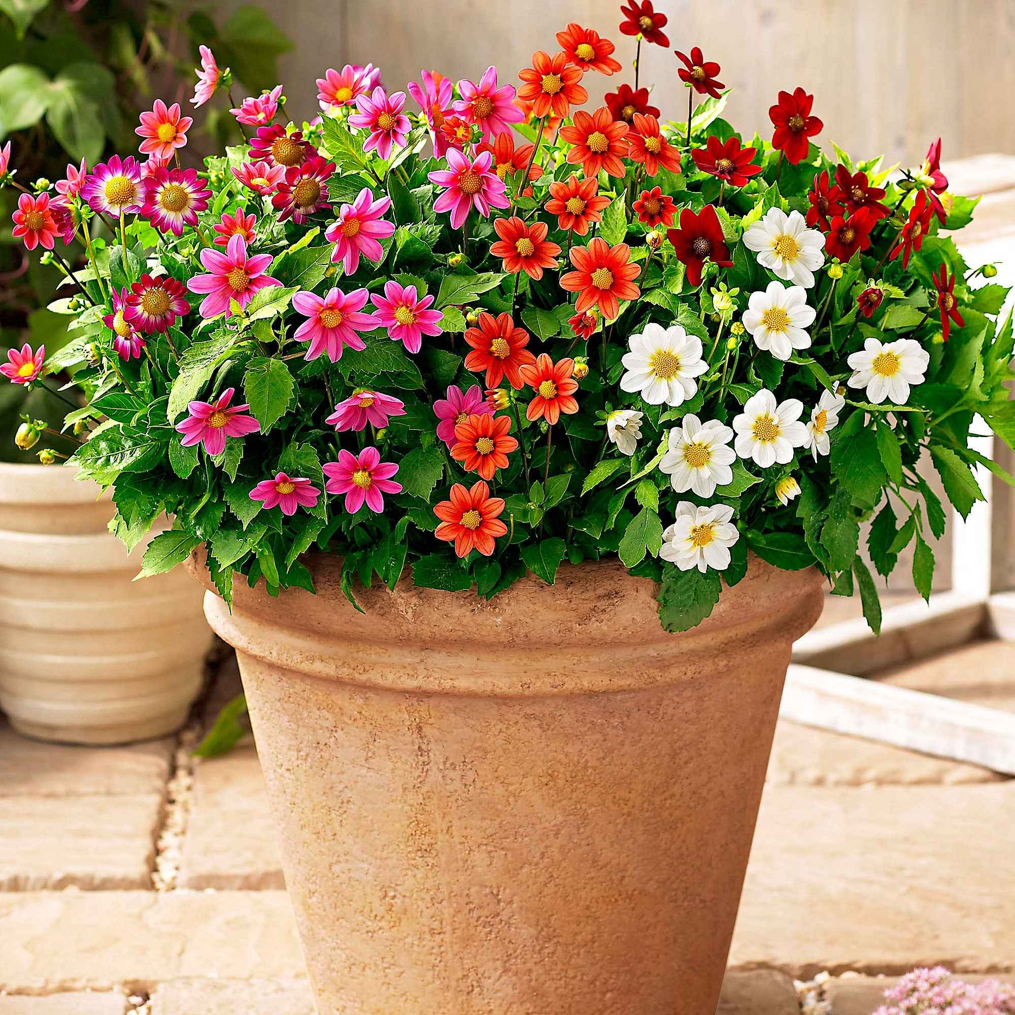 5 Dahlia miniature Topmix en mélange