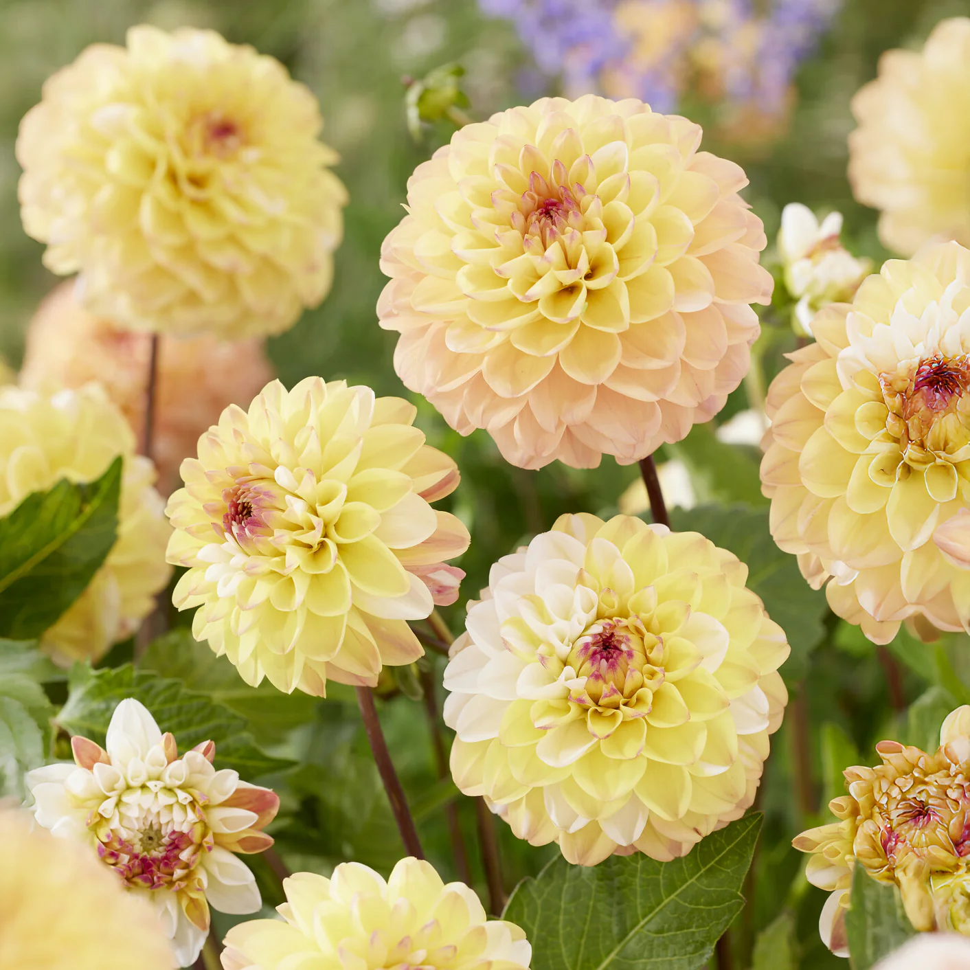 3 Dahlias pompon Double Jill - Image 4