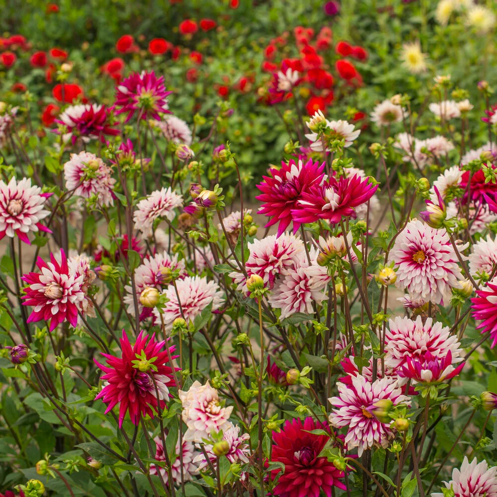 3 Dahlias Rebecca's World - Image 2