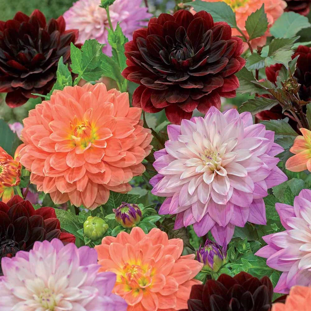 6 Dahlias en mélange