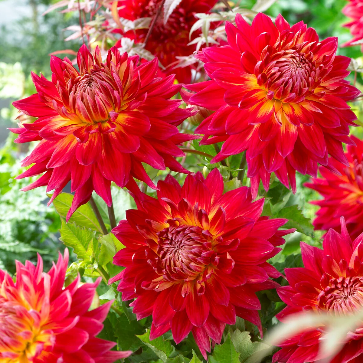 5 Dahlias en mélange - Image 2