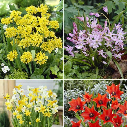 100 Bulbes de fleurs 6 Mois de Fleurs en mélange - Image 2