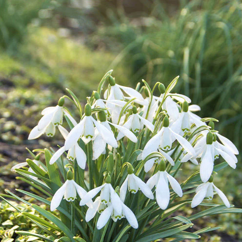 100 Bulbes de fleurs 6 Mois de Fleurs en mélange - Image 4