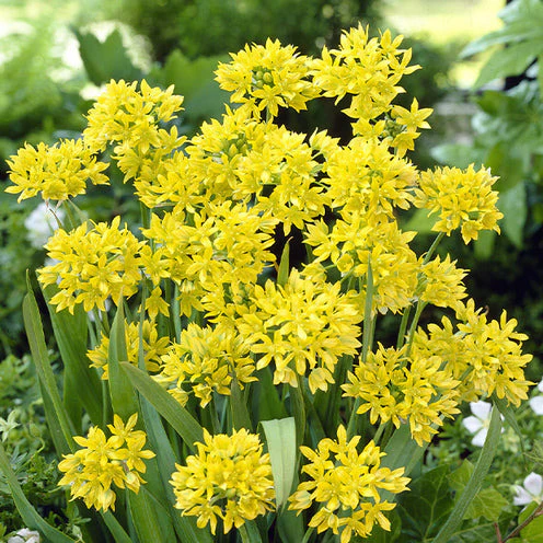 100 Bulbes de fleurs 6 Mois de Fleurs en mélange - Image 7