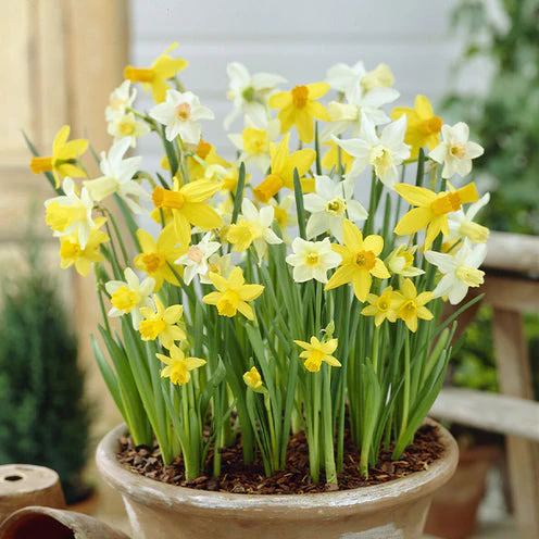 100 Bulbes de fleurs 6 Mois de Fleurs en mélange - Image 9