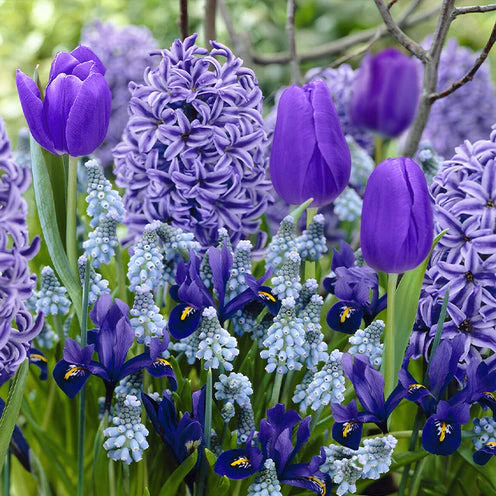 35 Bulbes de fleurs Bordure Bleue en mélange