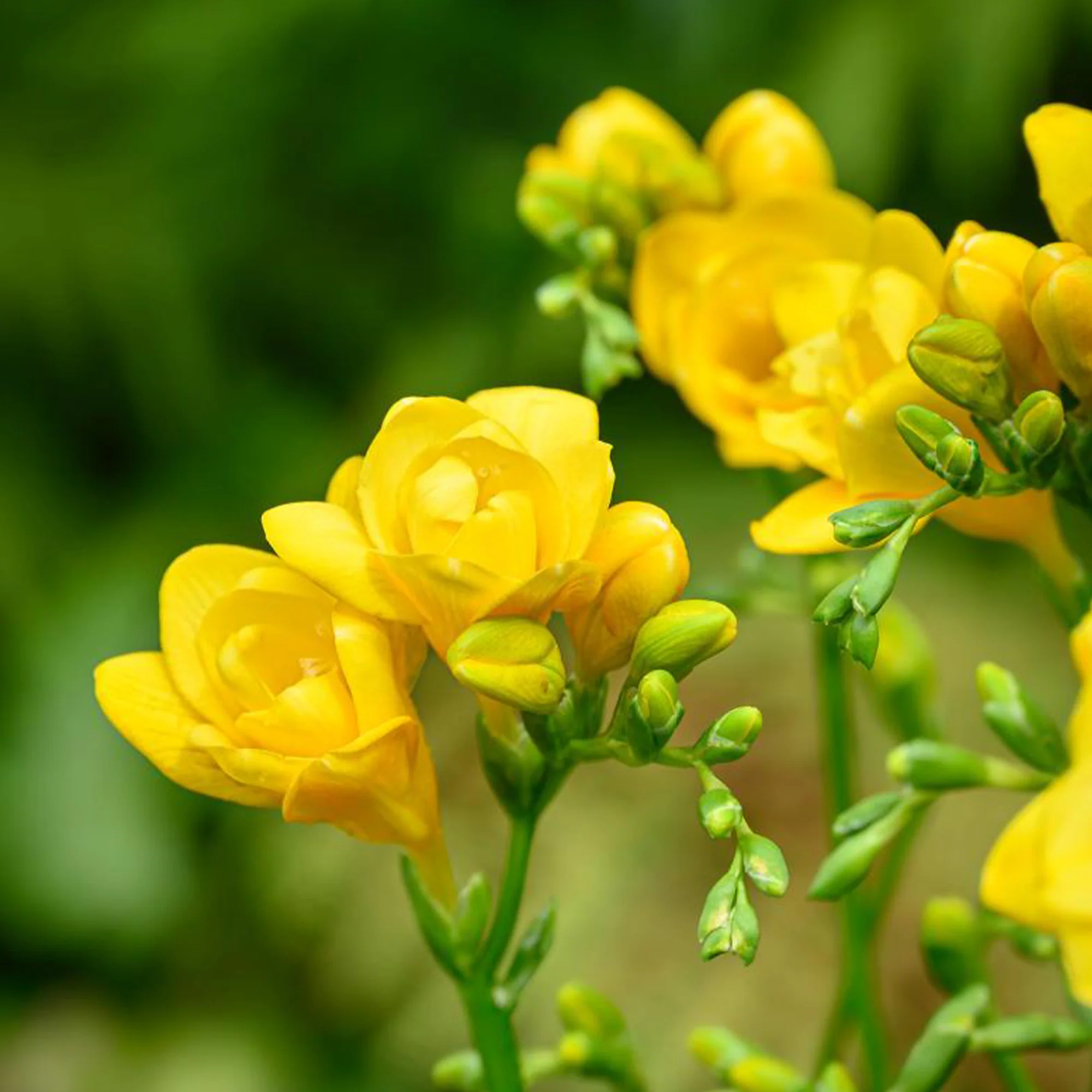 30 Bulbes de fleurs d'été en mélange - Image 4