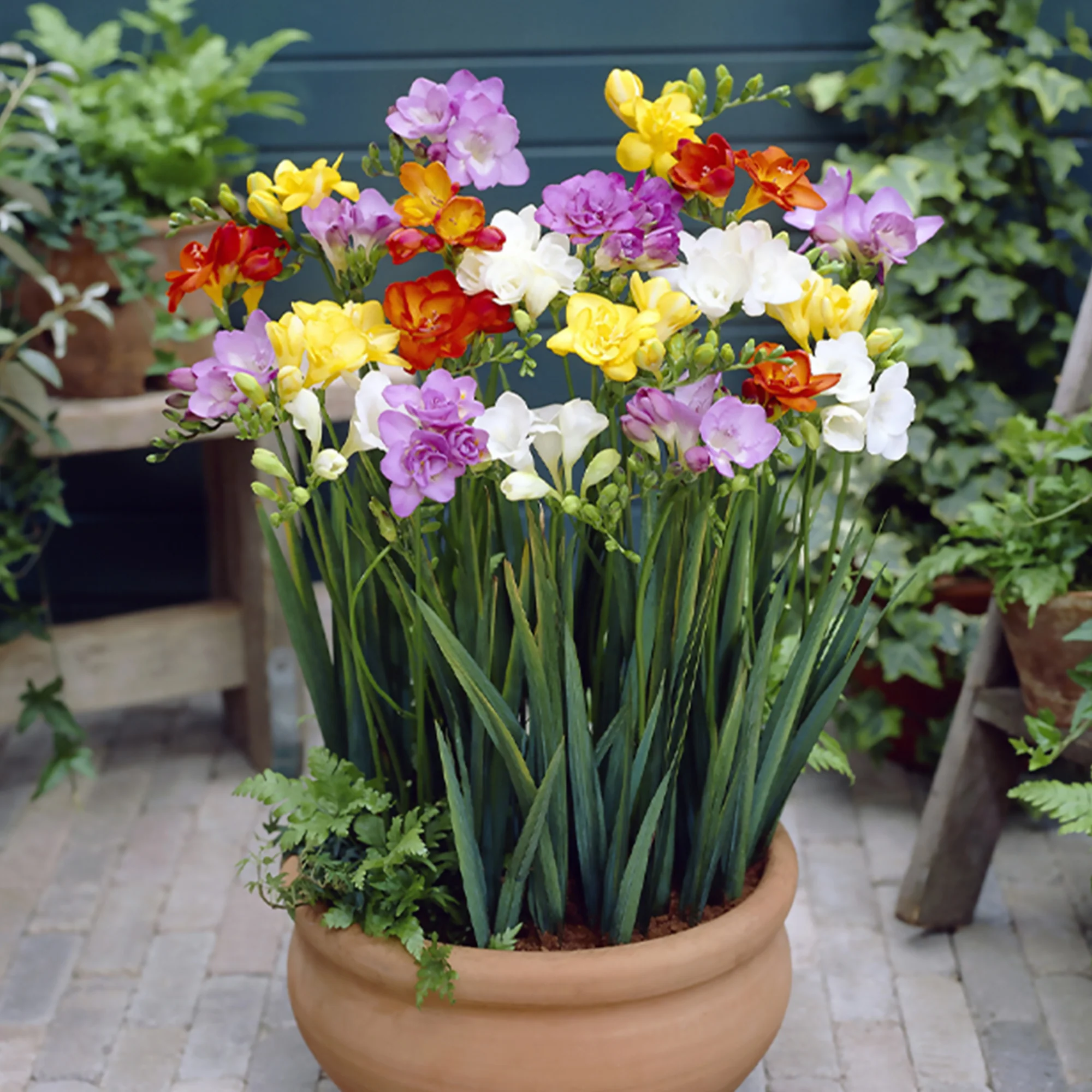25 Freesias à fleurs doubles en mélange - Image 4