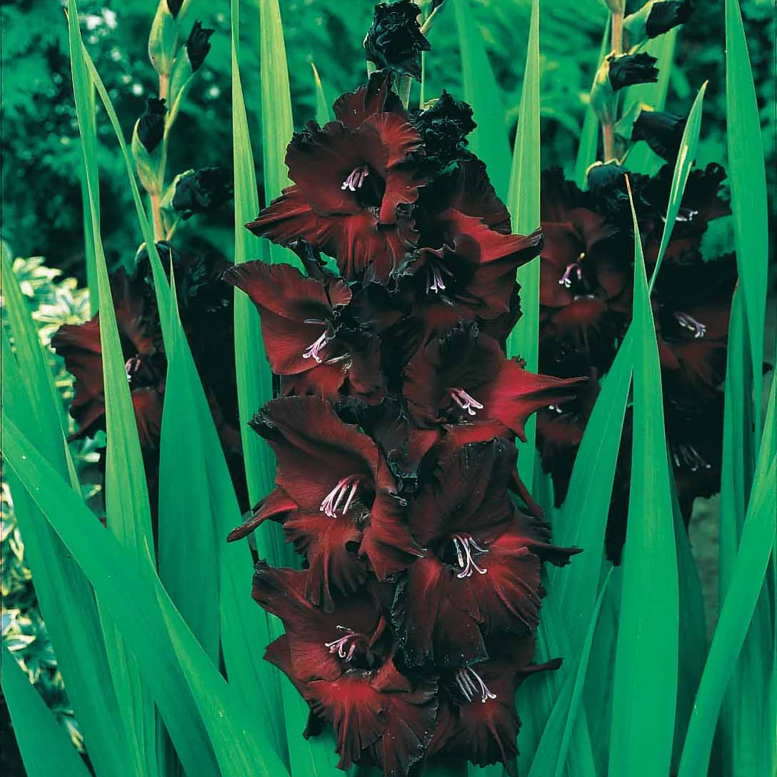 25 Glaïeuls Black Surprise - Image 4