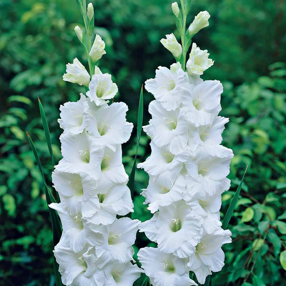 25 Glaïeuls White Prosperity - Image 2