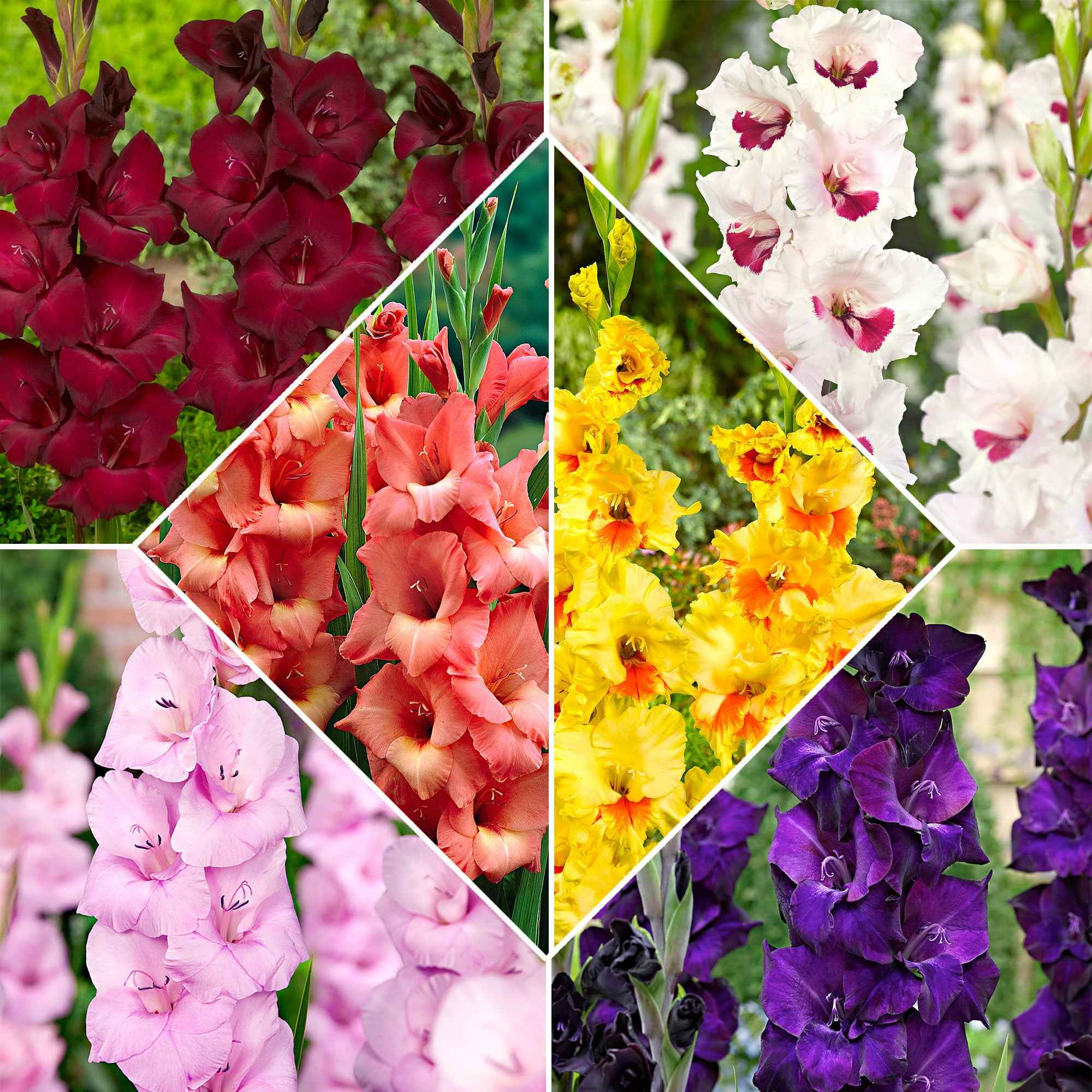 60 Glaïeuls en mélange