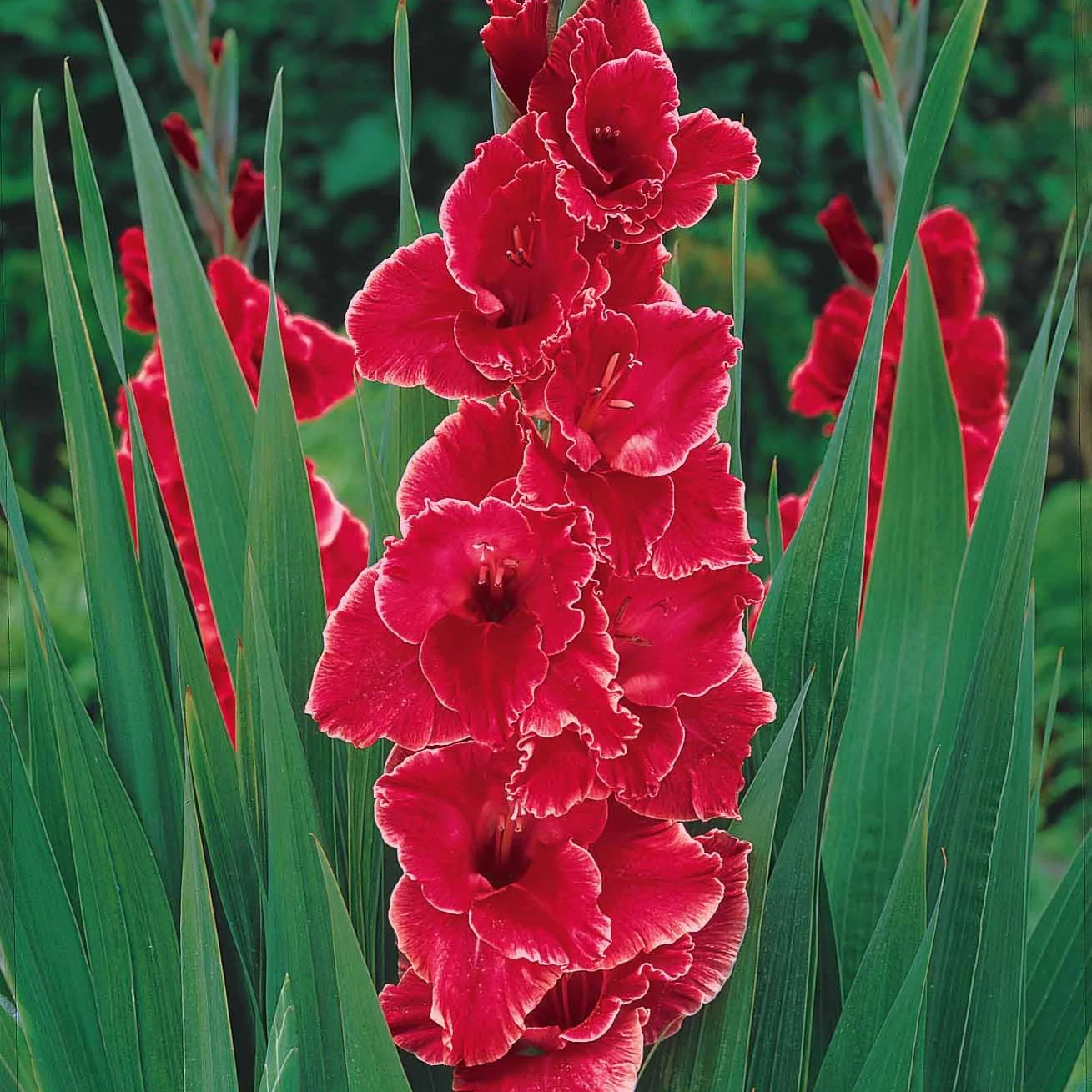 50 Glaïeuls pour un jardin multicolore en mélange - Image 6