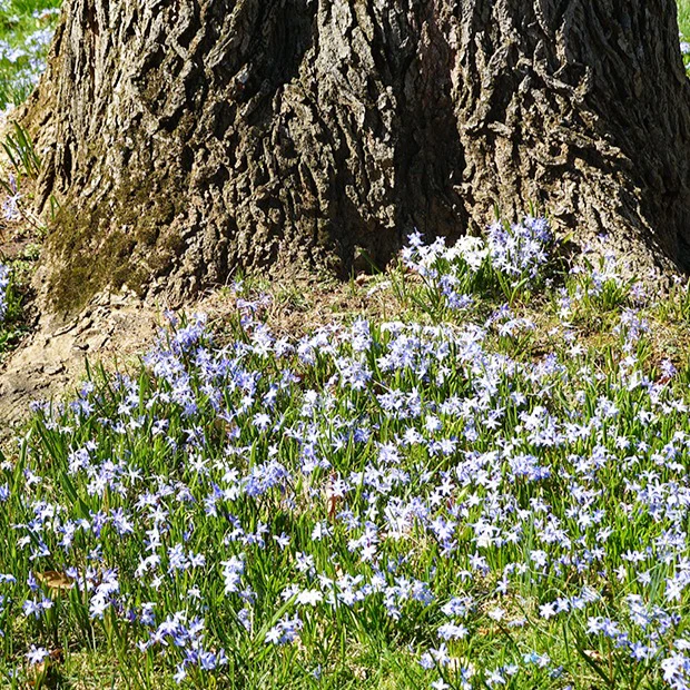 10 Gloires des neiges bleue - Image 4