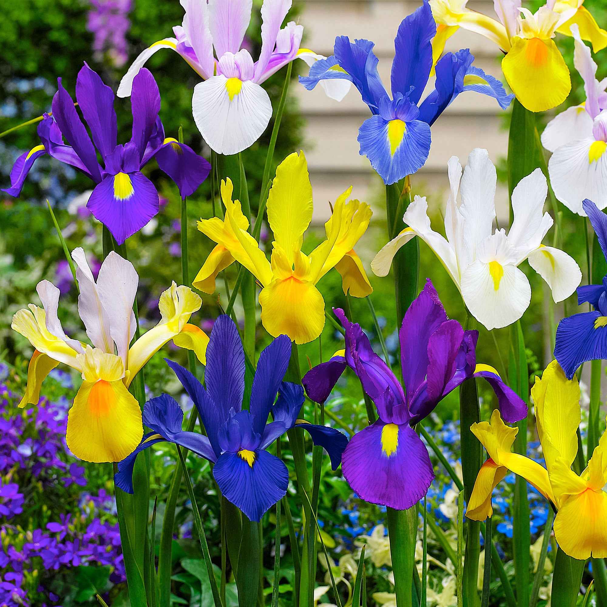 50 Iris de Hollande en mélange
