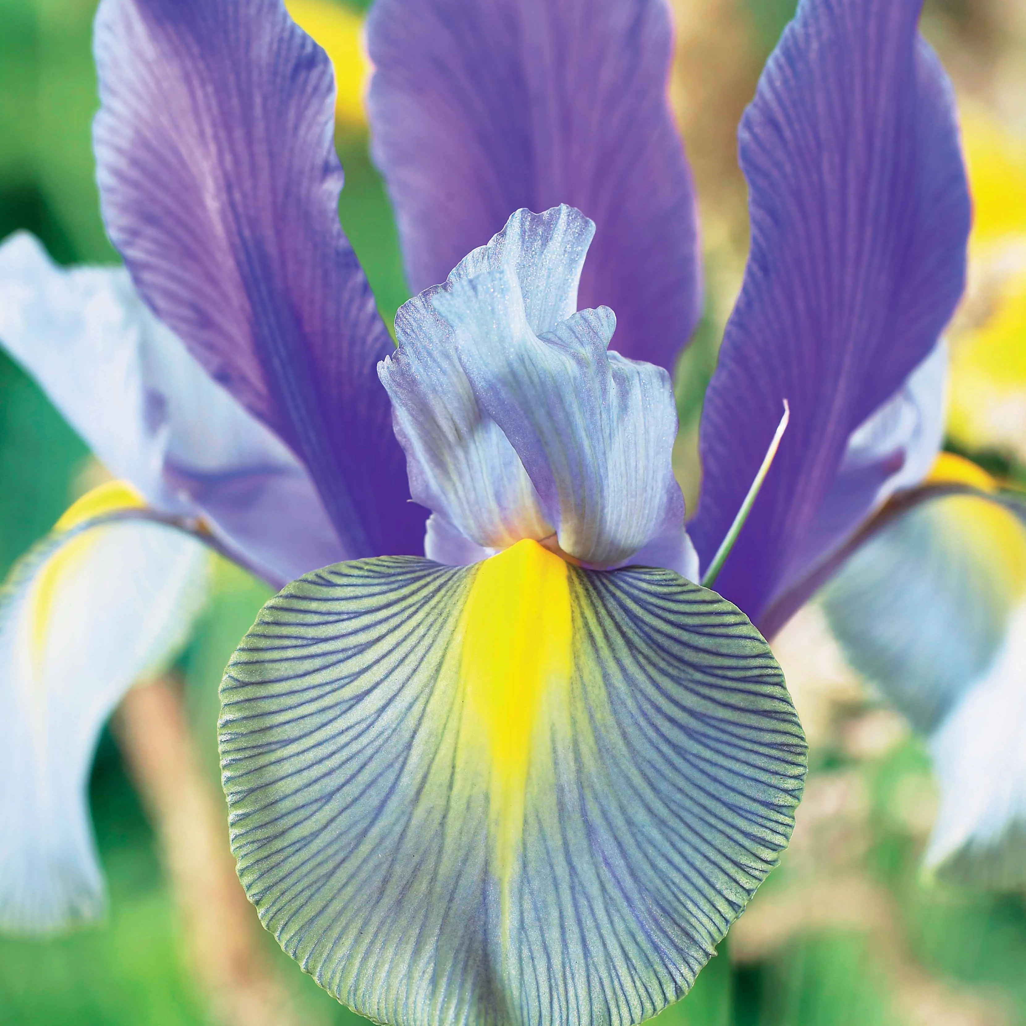20 Iris de Hollande Mystic Beauty