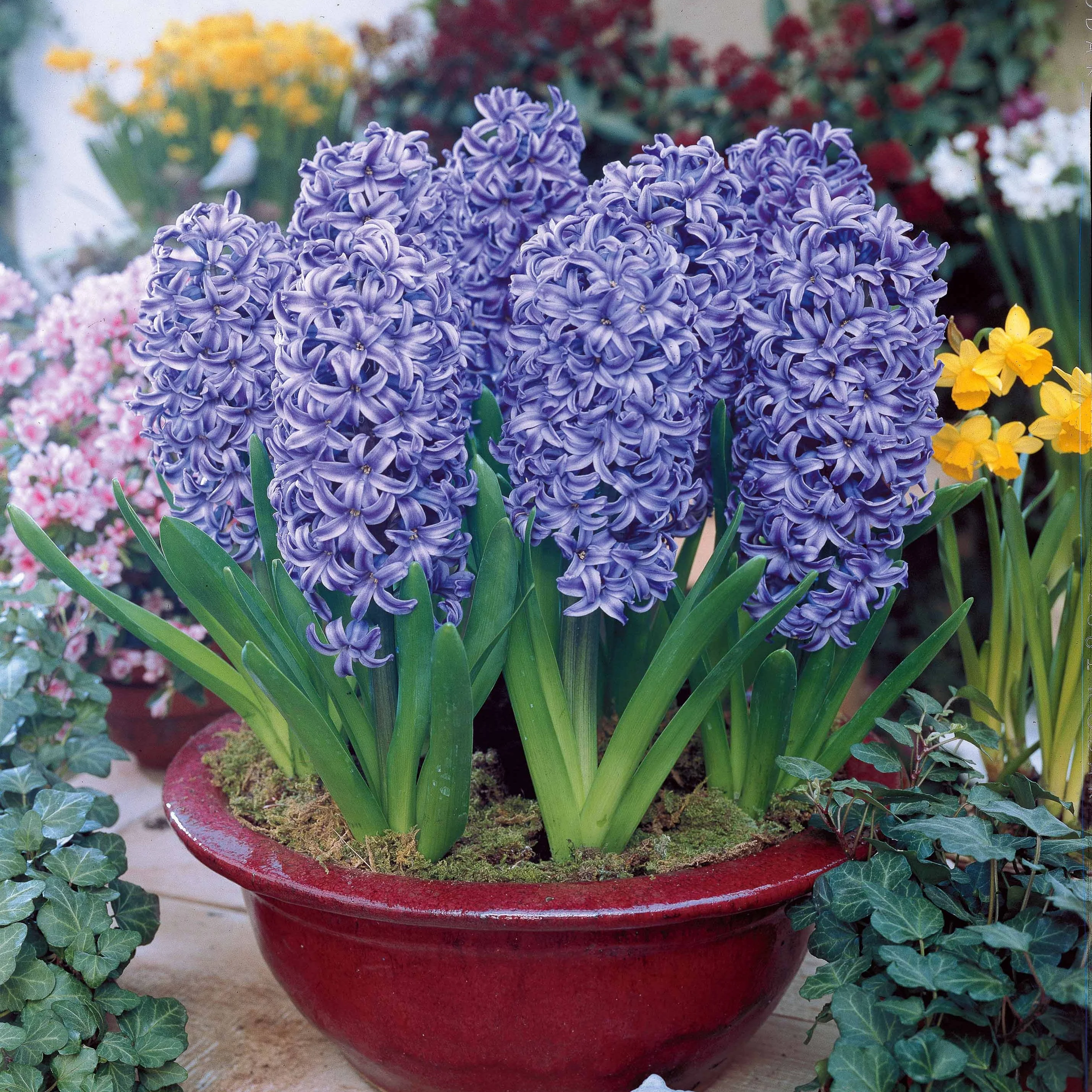 3 Jacinthes bleues