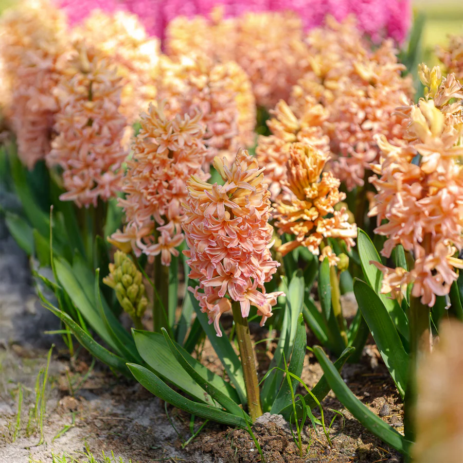 6 Jacinthes Gipsy Queen orange - Image 4