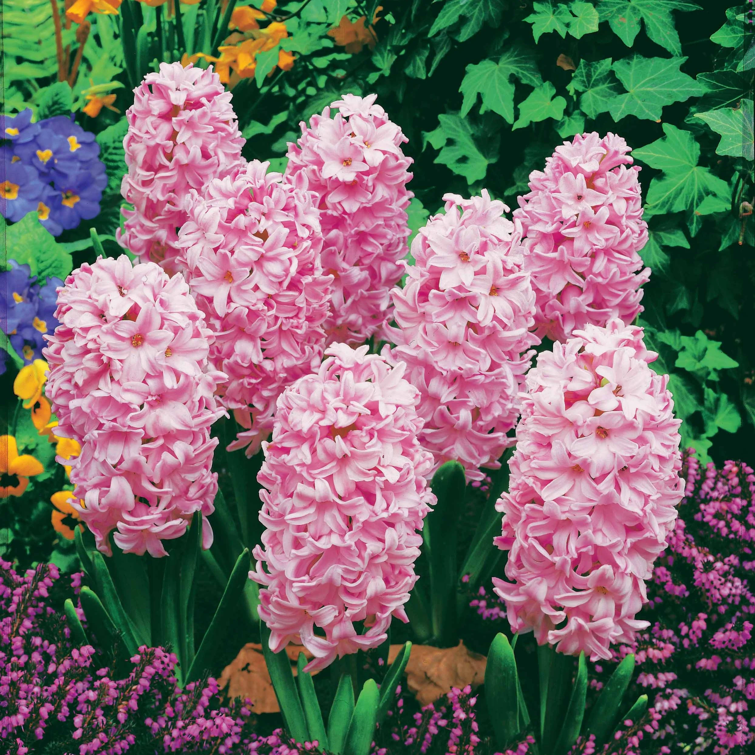 3 Jacinthes roses - Image 3