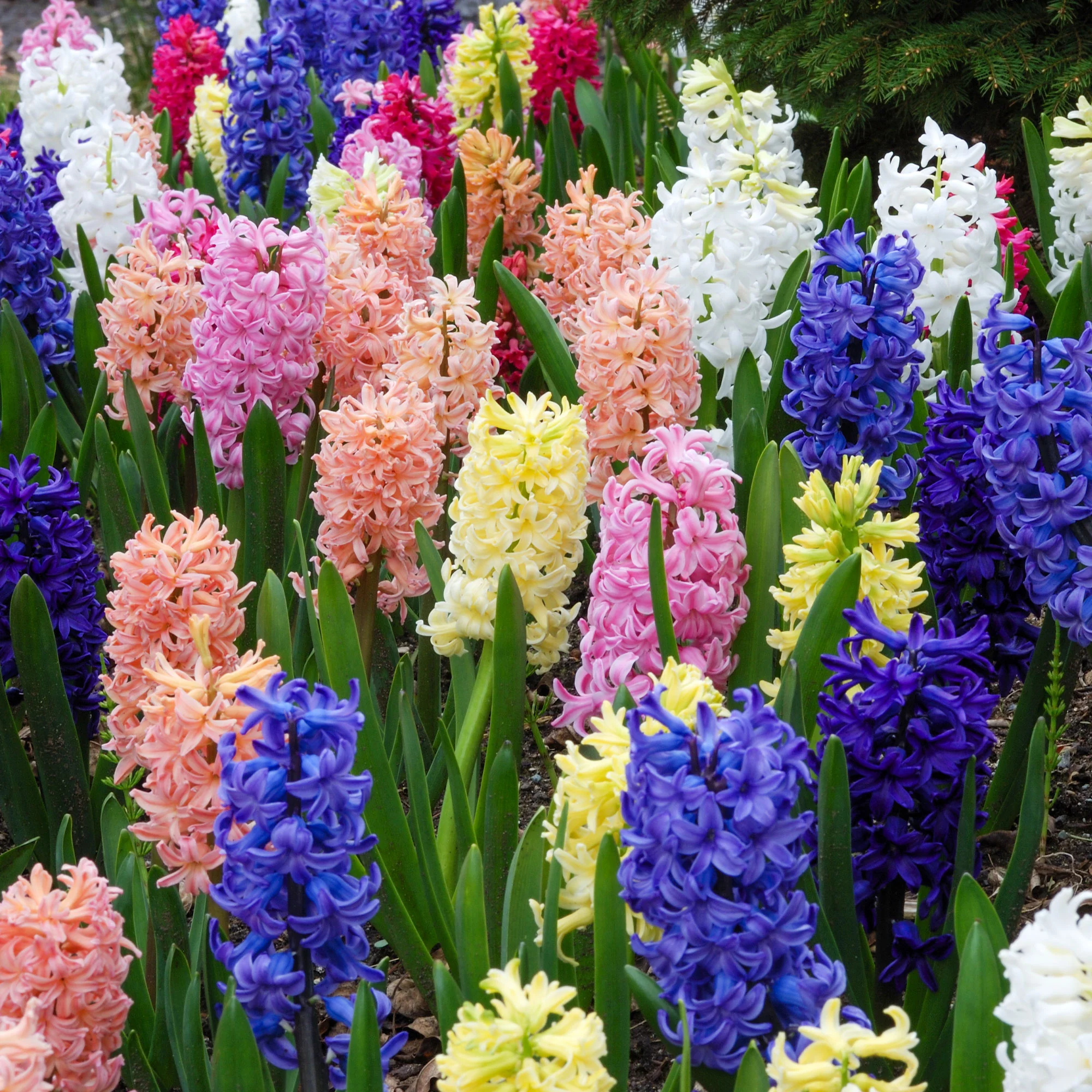 Jacinthes en mélange