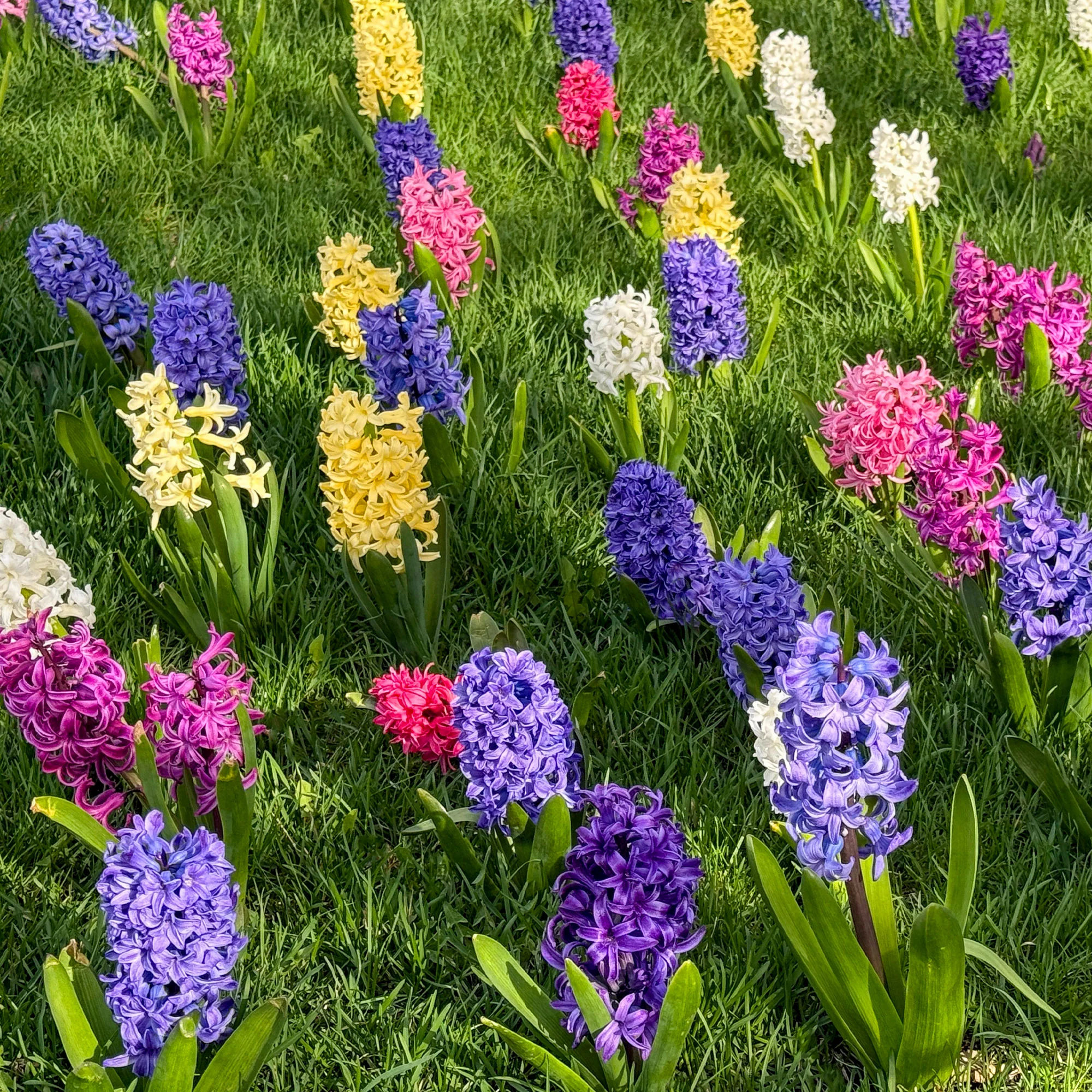 Jacinthes en mélange - Image 2