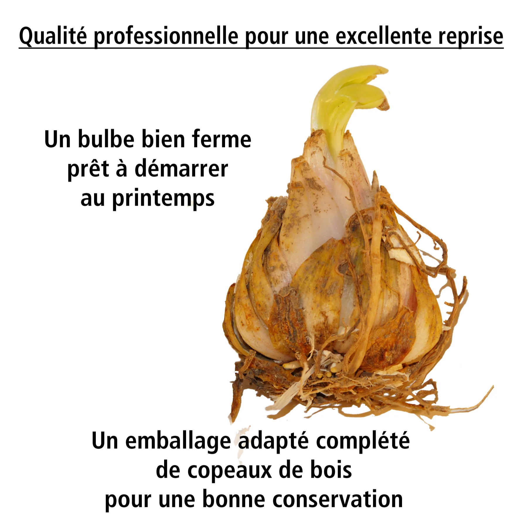 3 Lis caméléon - Image 2