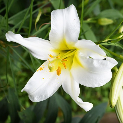 3 Lis royaux blancs