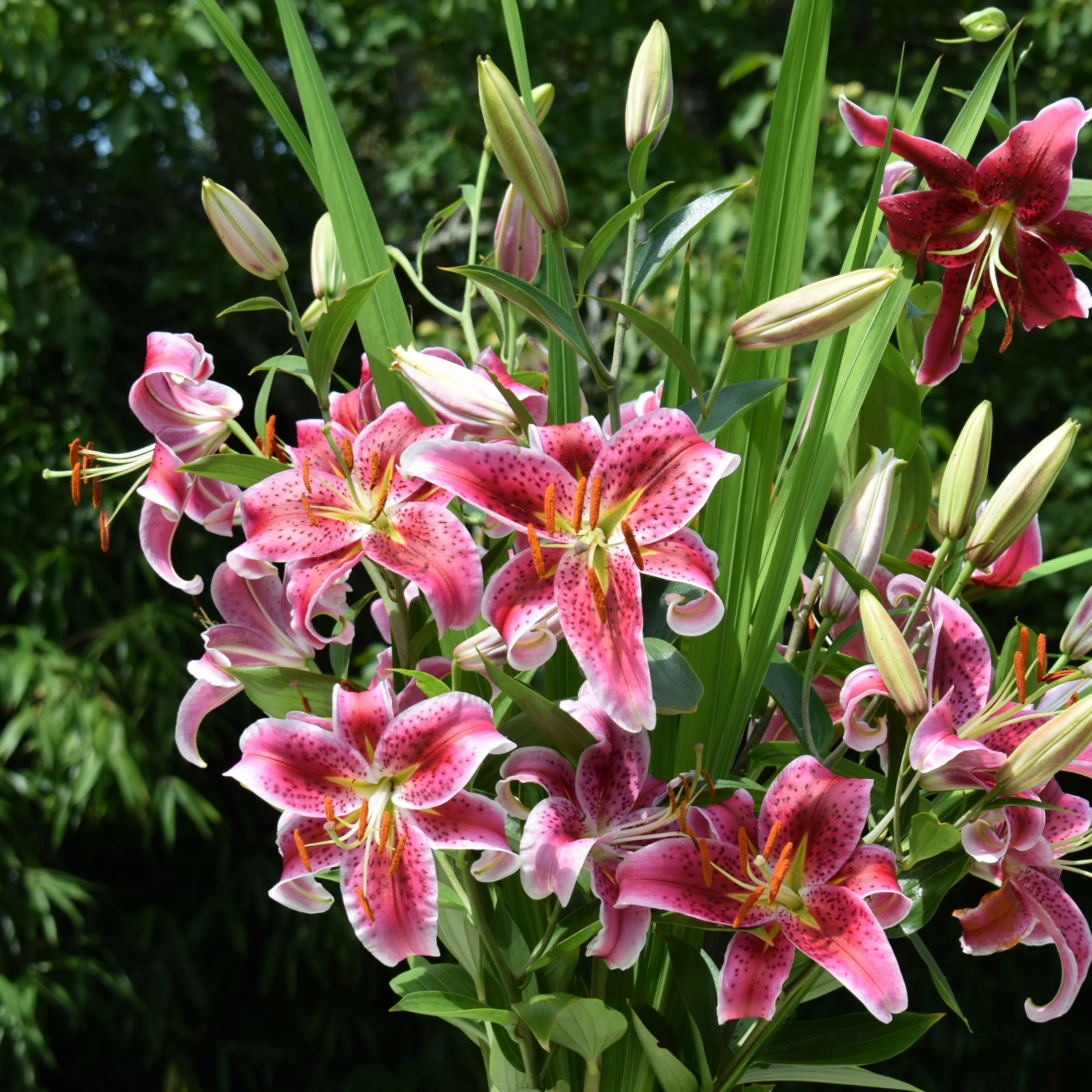 Massif d'été fleuri en mélange - 1,5 m² - Image 8