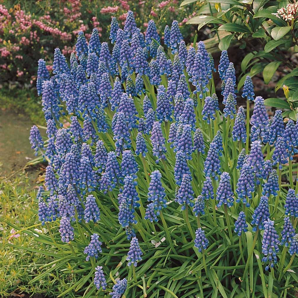 10 Muscaris bleus - Image 5