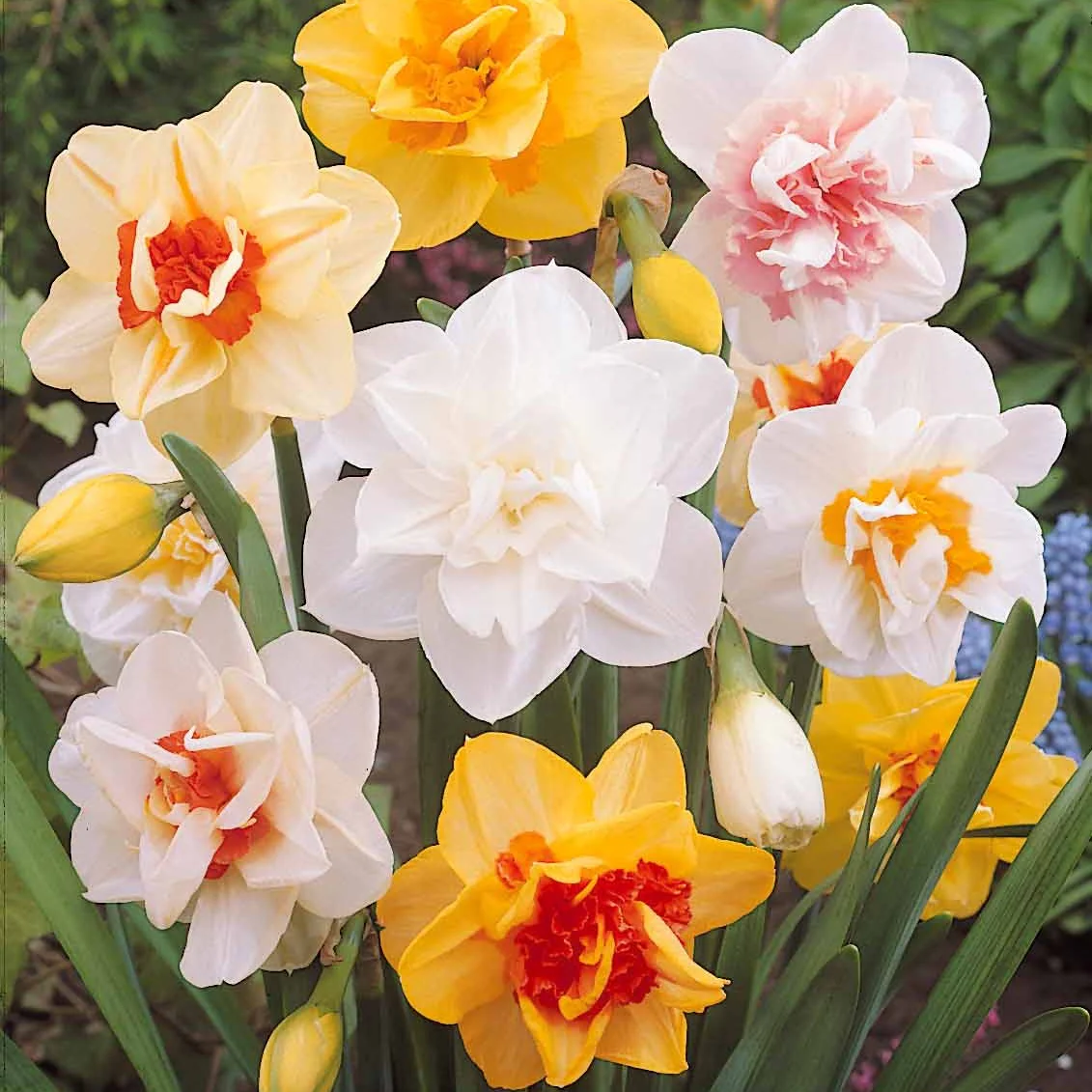 10 Narcisses à fleurs doubles Acropolis - Image 2