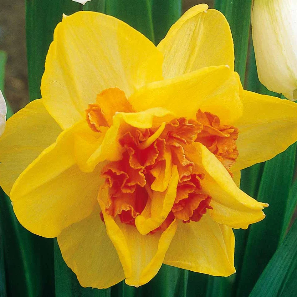 10 Narcisses à fleurs doubles Tahiti - Image 4