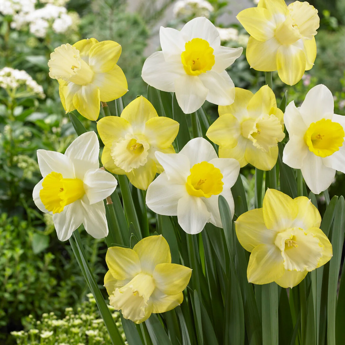 5 Narcisses à grande couronne Mainstreet