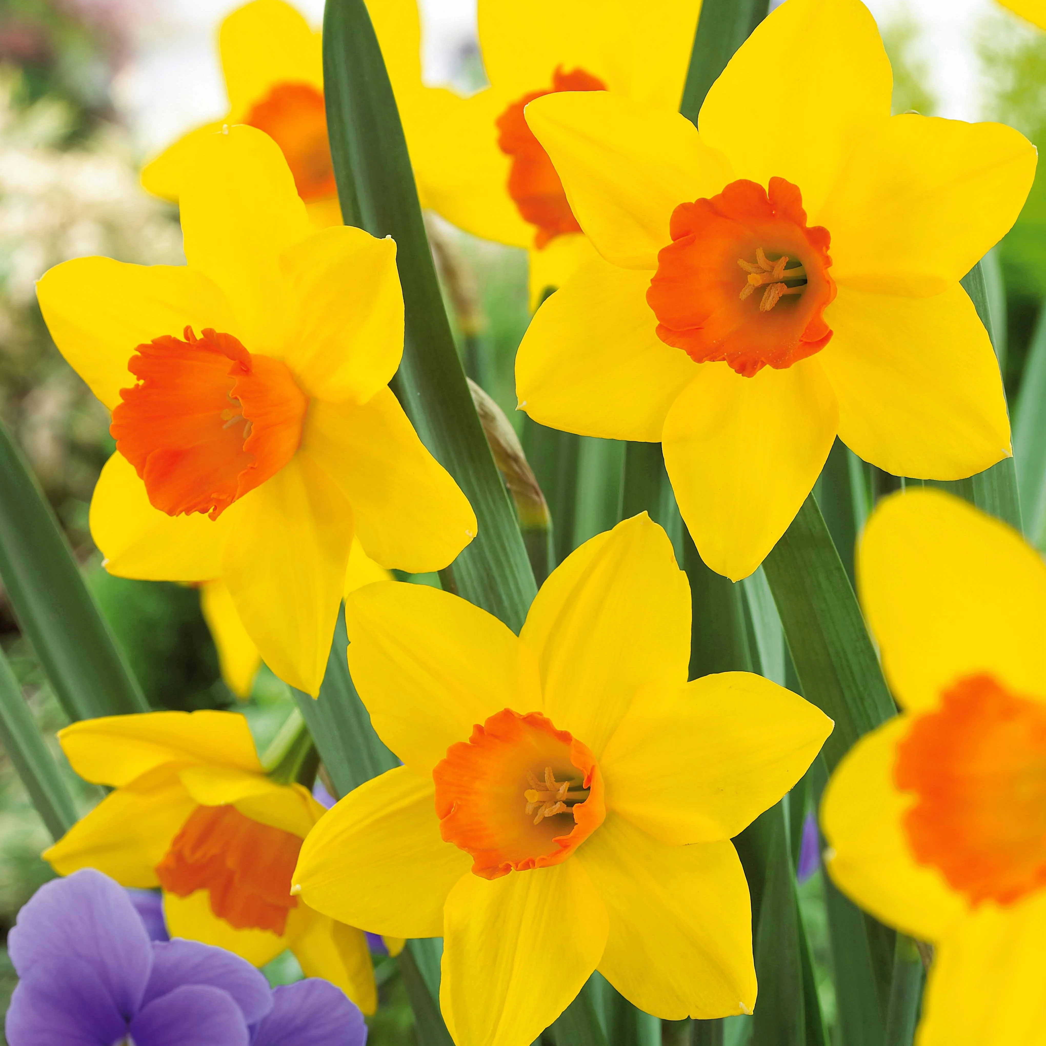 10 Narcisses Fortune - Image 3