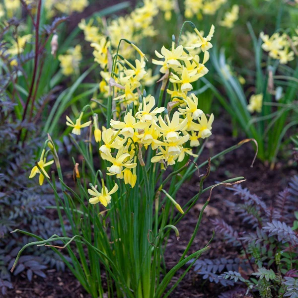 10 Narcisses Hawera