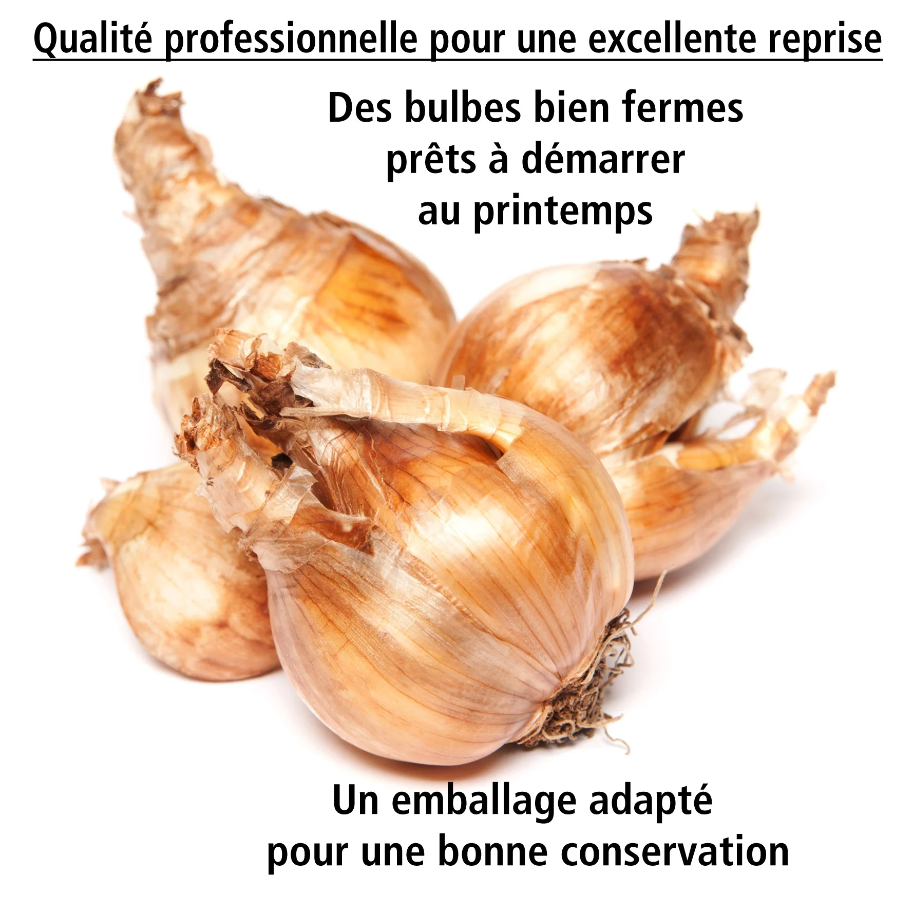 10 Narcisses à fleurs d'Orchidées en mélange - Image 2