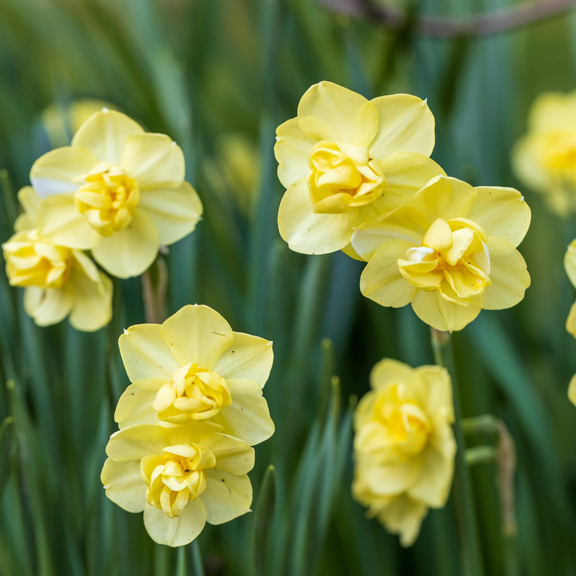 Narcisses à fleurs doubles en mélange - Image 3