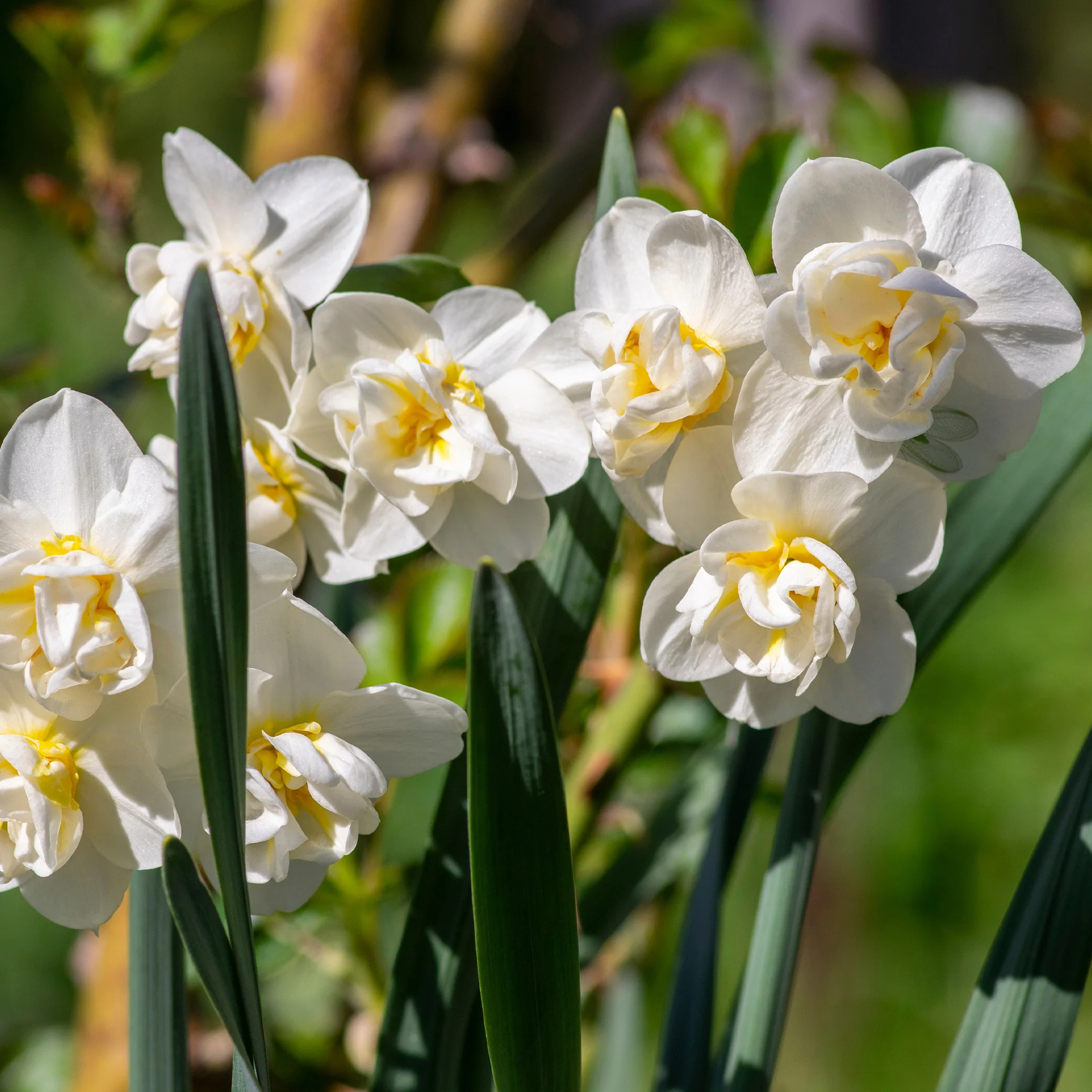 Narcisses à fleurs doubles en mélange - Image 4