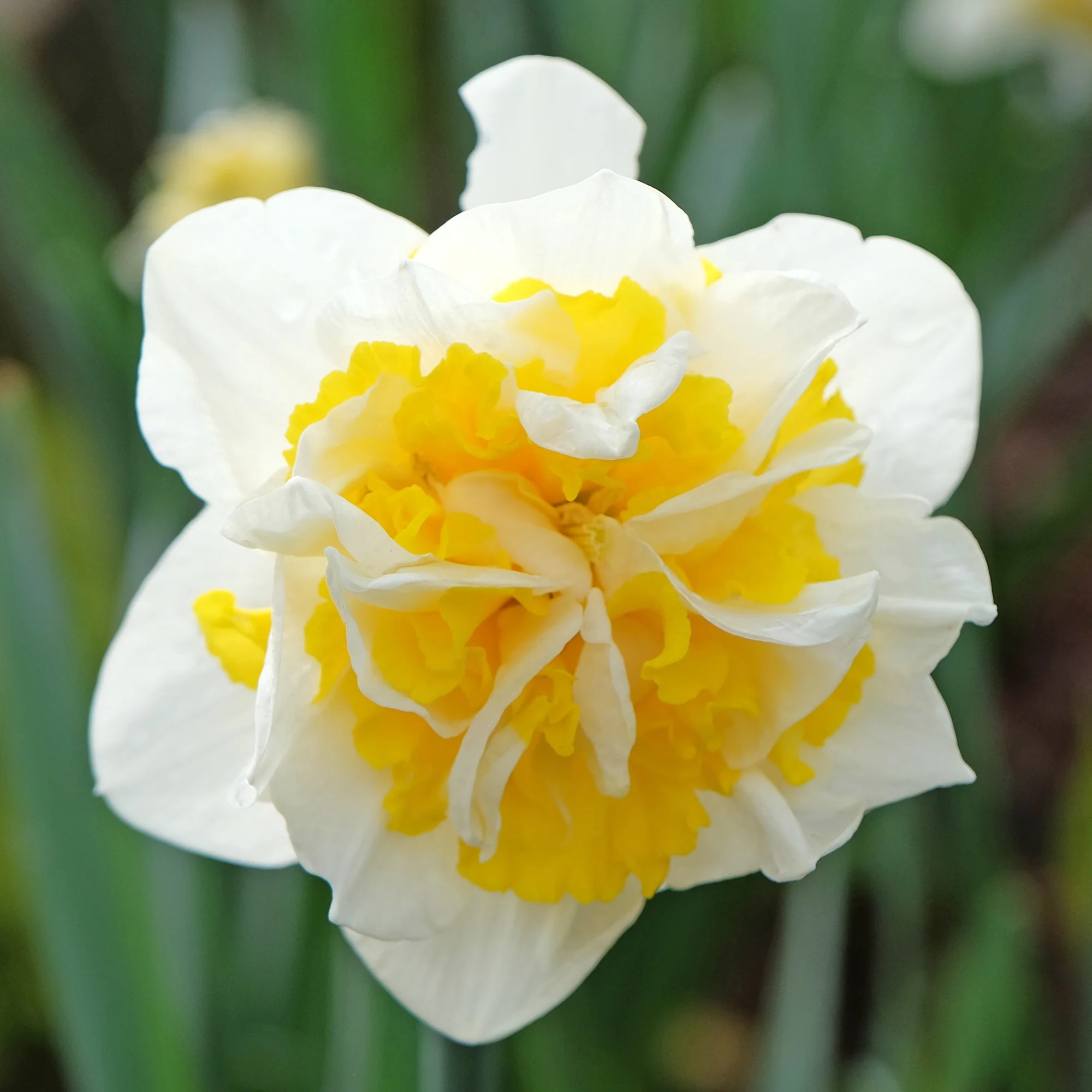 Narcisses à fleurs doubles en mélange - Image 5