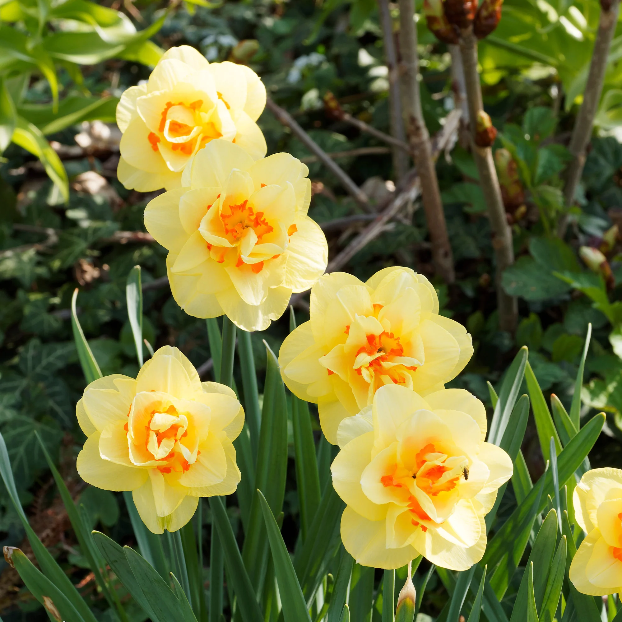 Narcisses à fleurs doubles en mélange - Image 7